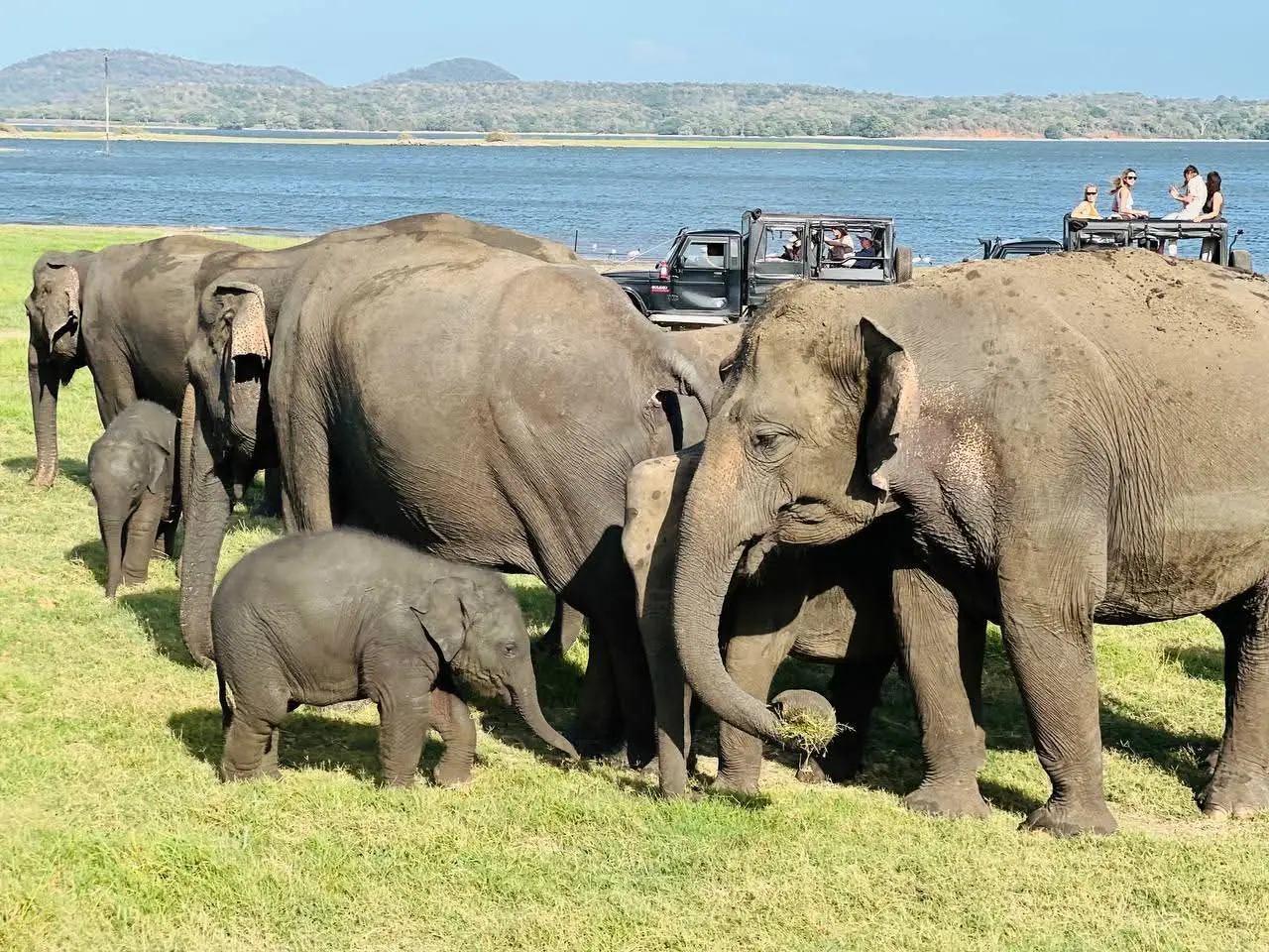 Safaris Reimagined: Ethical Wildlife