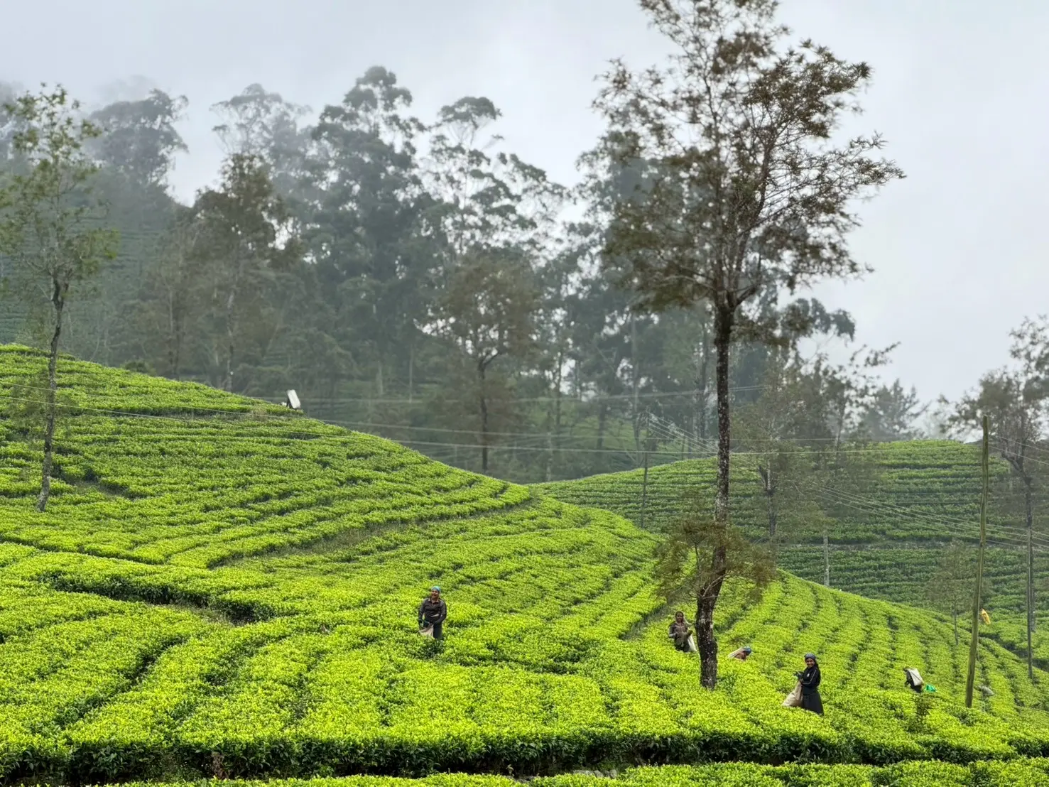 Beyond the Tea Estates