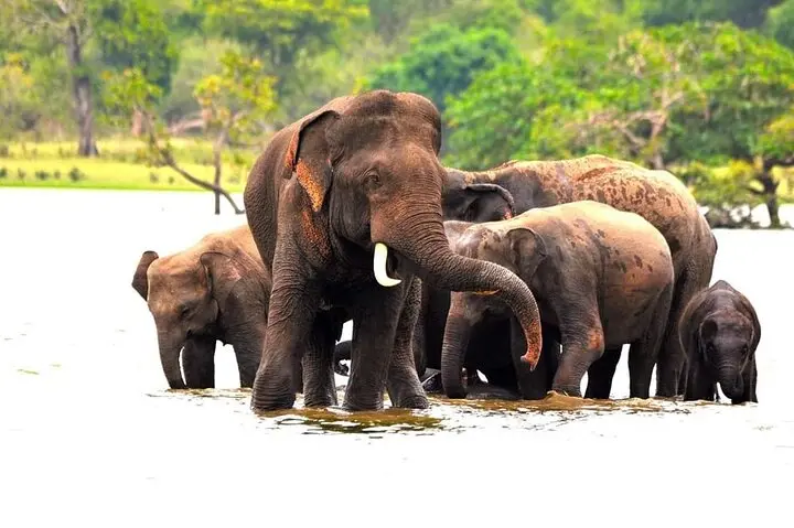 Majestic Wild Elephant in Minneriya National Park