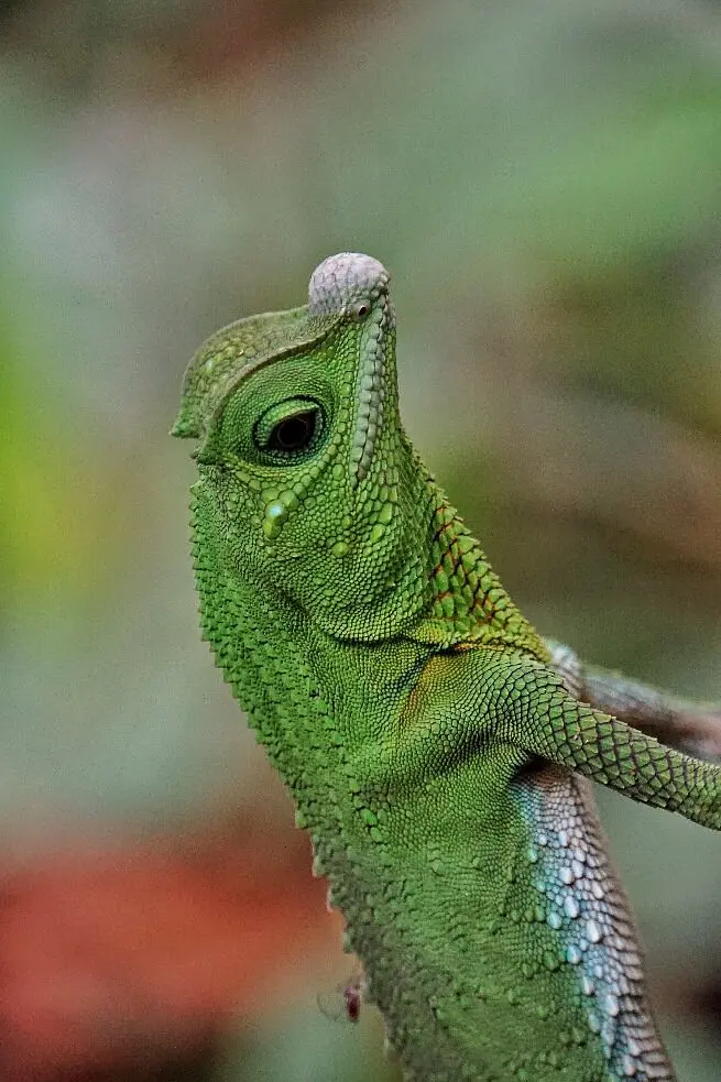 Elephant Gathering at Minneriya